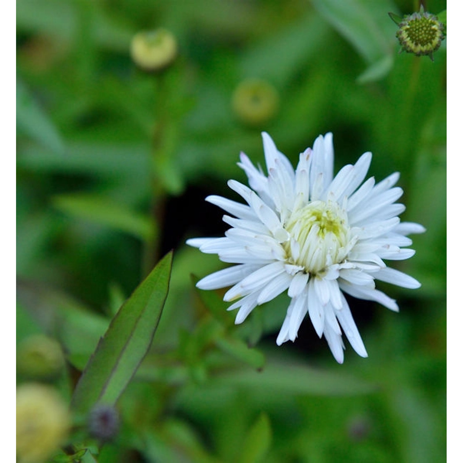 Glattblattaster White Lady - Aster novi belgii günstig online kaufen