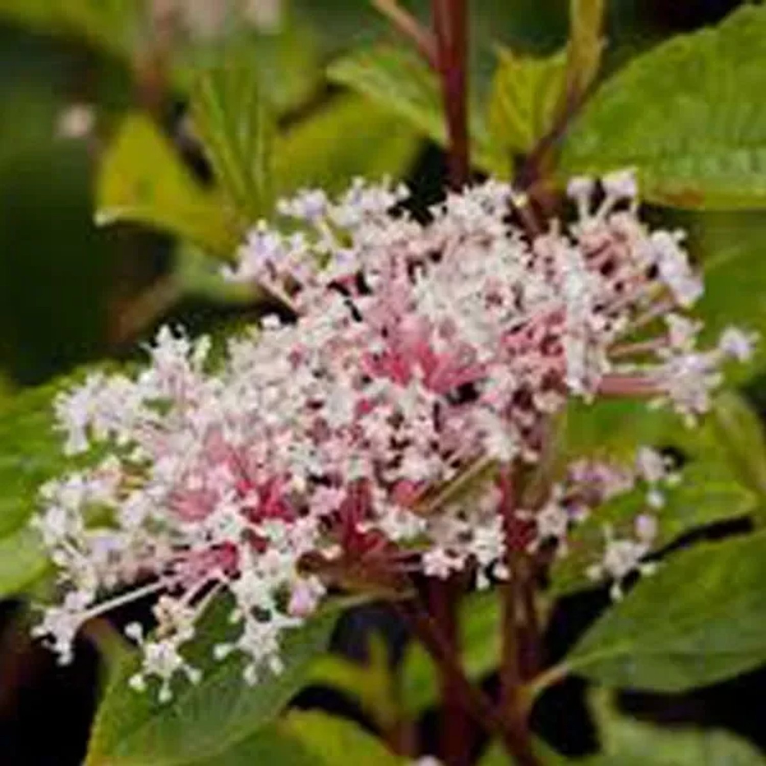 Säckelblume 'Marie Simon' Ceanothus pallidus 40 bis 50 cm im Container Rosa Blüten