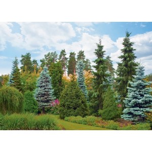 Verschiedene Nadelbäume im Garten, gedüngt mit Hauert Laub- und Nadelholzdünger.