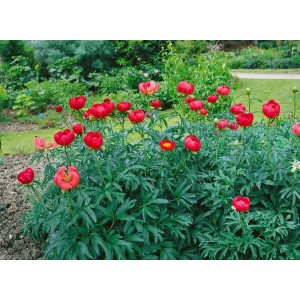 Leuchtend rote Paeonia Peregrina Pfingstrose im 11x11 cm Topf, blühend im Garten.