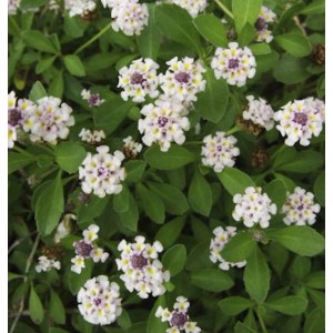 Teppich Verbene Summer Pearls (Phyla nodiflora) mit weißen Blüten und grünen Blättern.