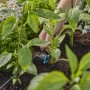 Gardena Reihentropfer im Einsatz: Bewässerung von Pflanzen im Garten mit Micro-Drip-System.