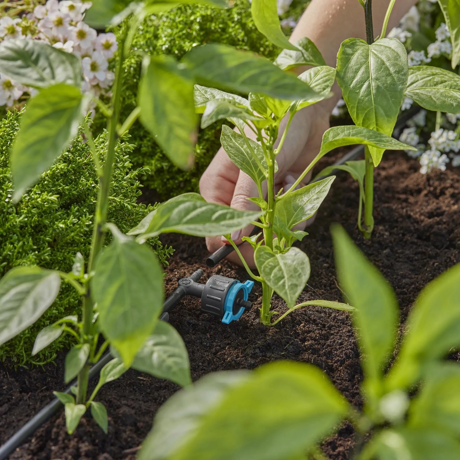 Gardena Reihentropfer im Einsatz: Bewässerung von Pflanzen im Garten mit Micro-Drip-System.