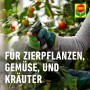 Anwendung von Compo Ortiva Spezial Pilz-frei an Tomatenpflanze. Rosenschutzmittel für Zierpflanzen und Gemüse.