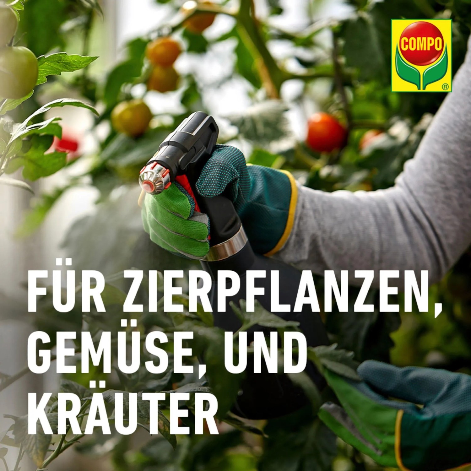 Anwendung von Compo Ortiva Spezial Pilz-frei an Tomatenpflanze. Rosenschutzmittel für Zierpflanzen und Gemüse.