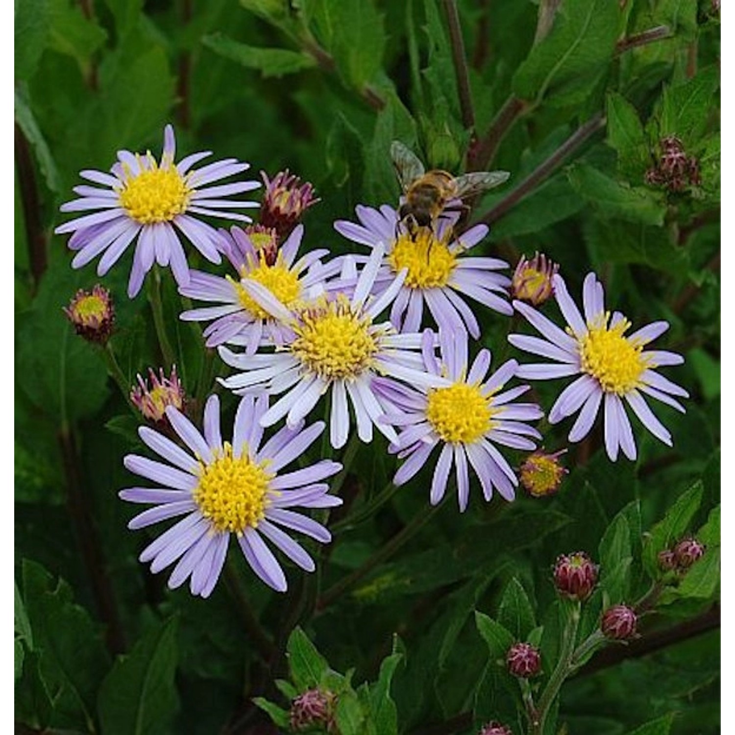 Wild Aster Asran - Aster ageratoides günstig online kaufen