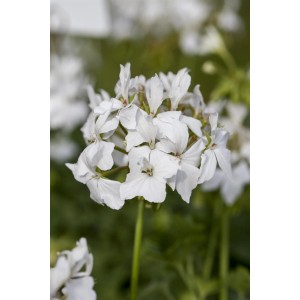 Weiße GROW by OBI Zonal-Pelargonie (Pelargonium zonale) im Detail.
