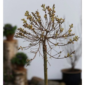 Hochstamm Zwerg-Zierweide (Salix subopposita) mit gelben Blütenständen im Frühling.