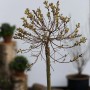 Hochstamm Zwerg-Zierweide (Salix subopposita) mit gelben Blütenständen im Frühling.