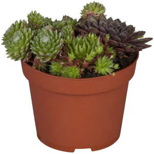 Sukkulenten Hybride Trio im Topf, verschiedene Farben und Formen. Attraktive Blattschmuckpflanze.