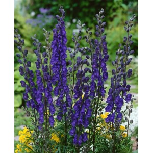 Blauer Eisenhut 'Newry Blue' im Topf, eine Staude mit tiefblauen Blüten für halbschattige Standorte.