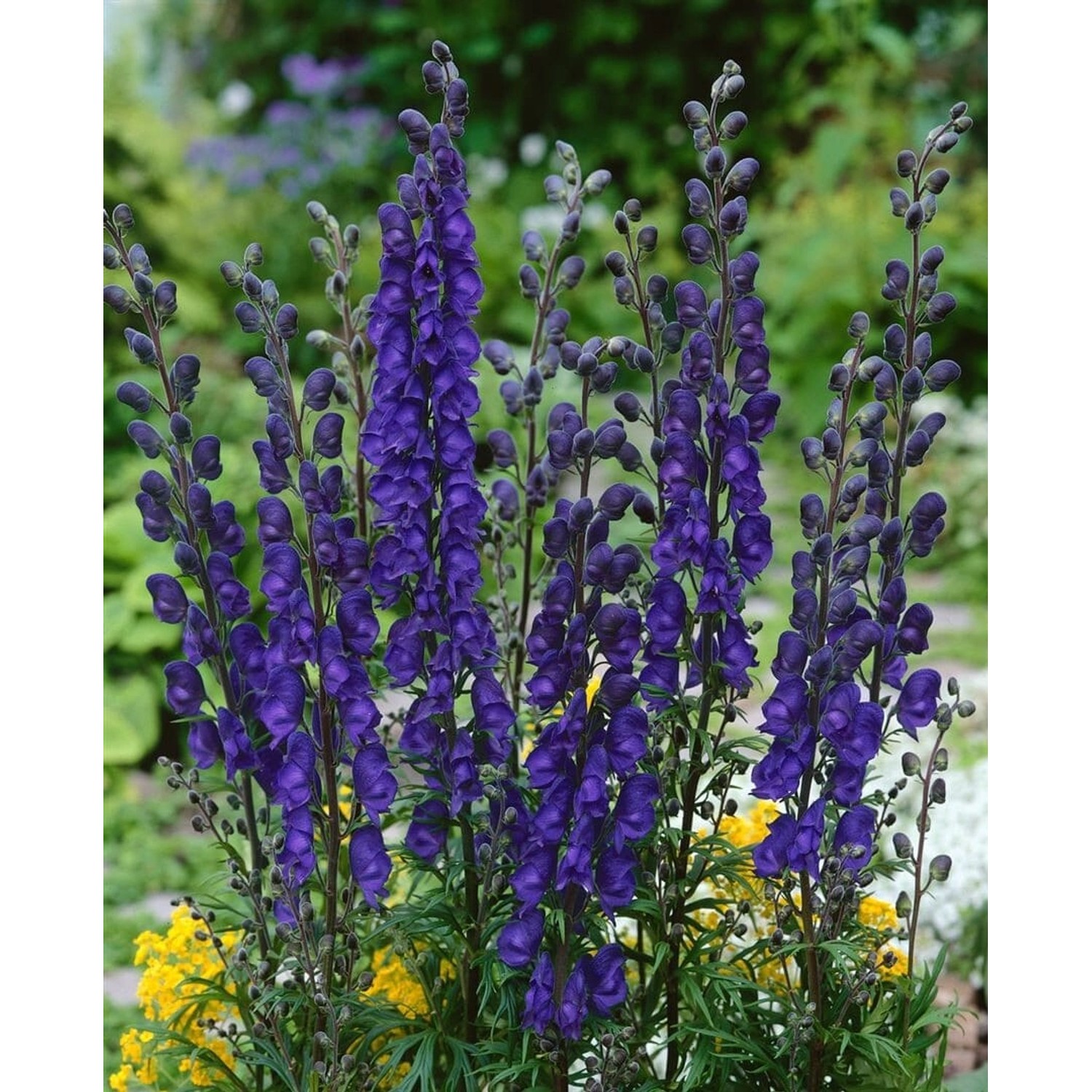 Aconitum Napellus Newry Blue Blauer Eisenhut Ca. 11x11 cm Topf günstig online kaufen