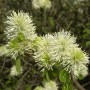 Nahaufnahme des blühenden Federbuschstrauchs (Fothergilla major) mit weißen Blütenständen.