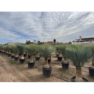 Sunny-Tree Mediterrane Yucca Rostrata Palmlilie mit Stammhöhe 60/70 cm Winterharte Pflanze bis -20°C