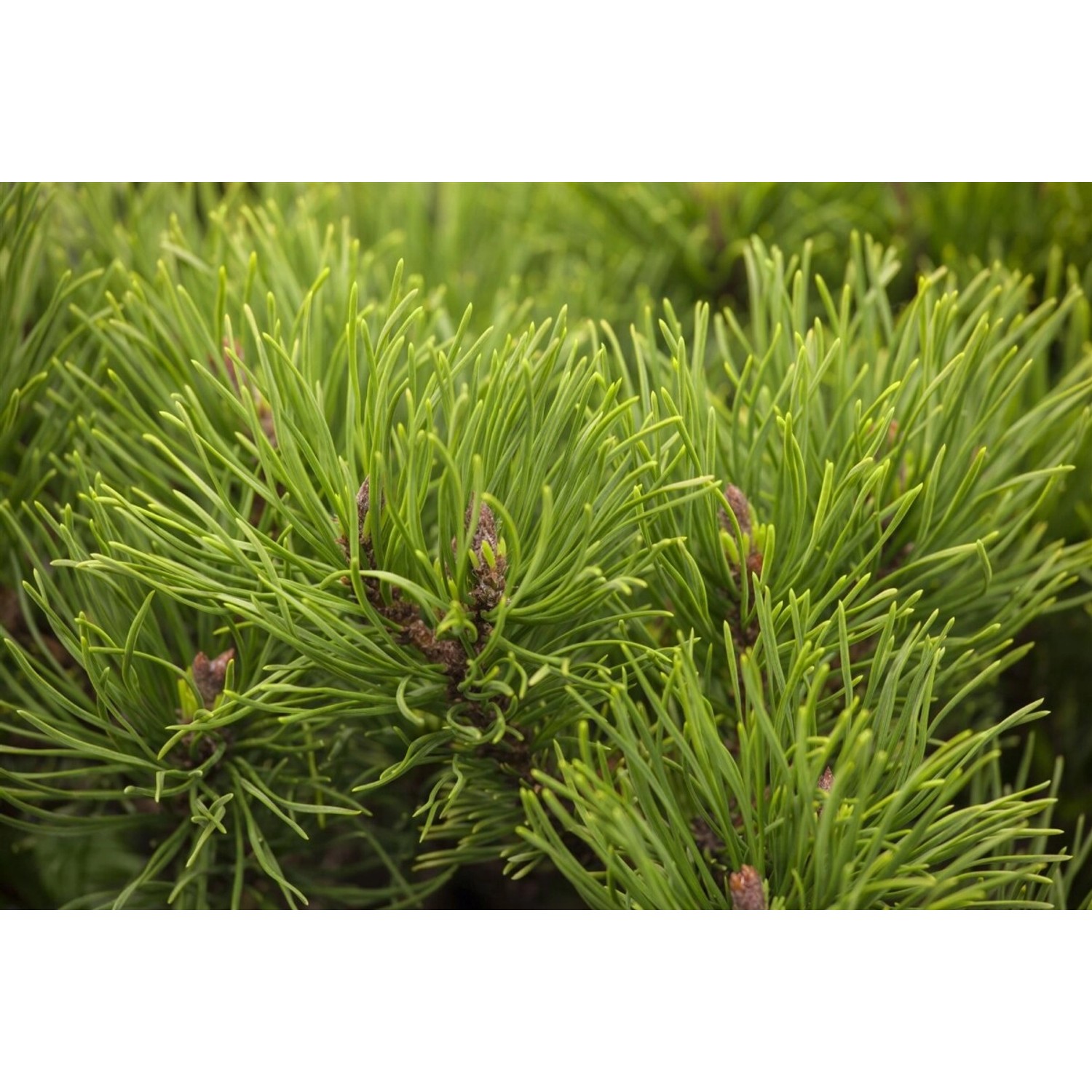 Pinus Mugo Winter Gold Bergkiefer Goldgelb 30–40 cm günstig online kaufen