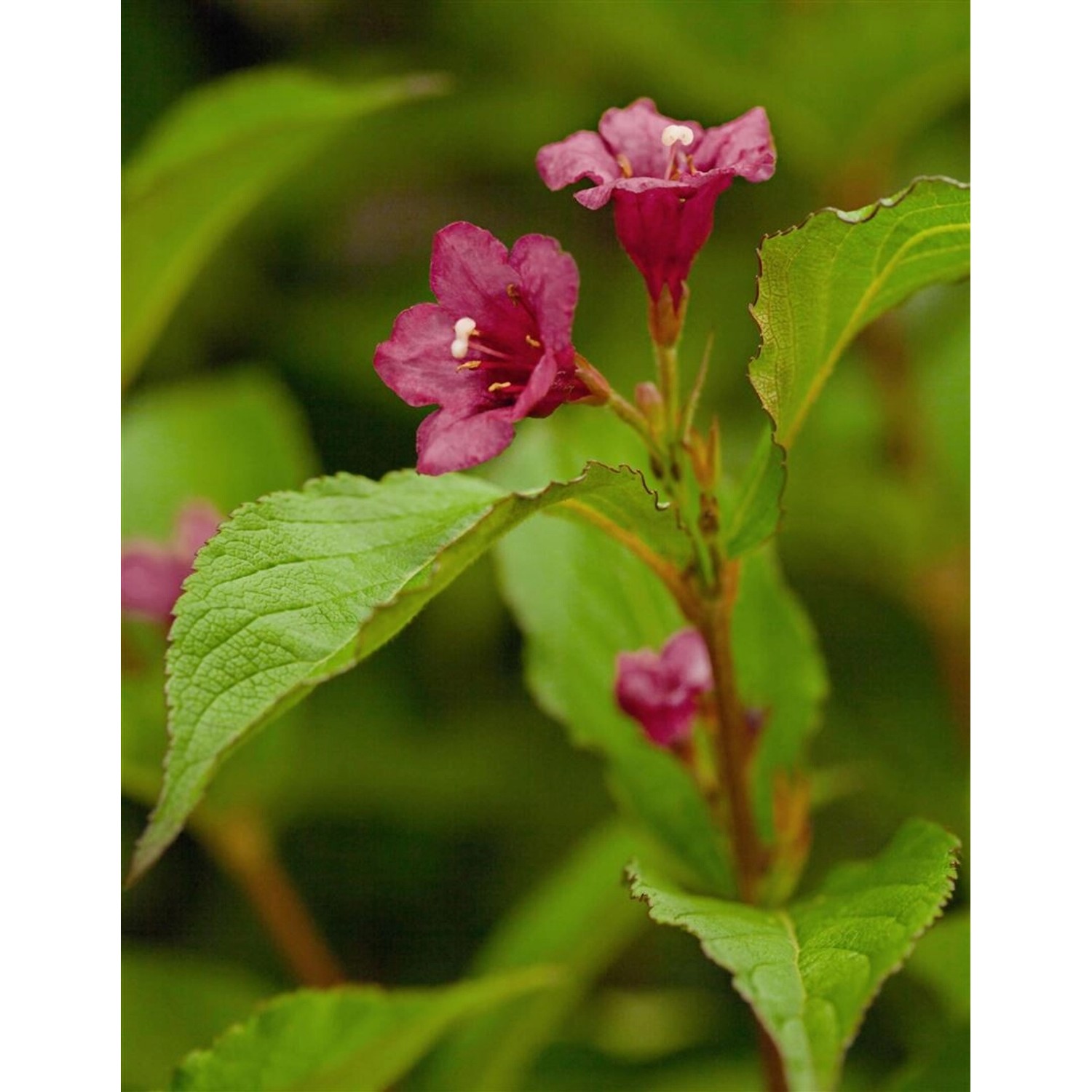Weigela Bristol Ruby Weigelie 100-150 cm günstig online kaufen