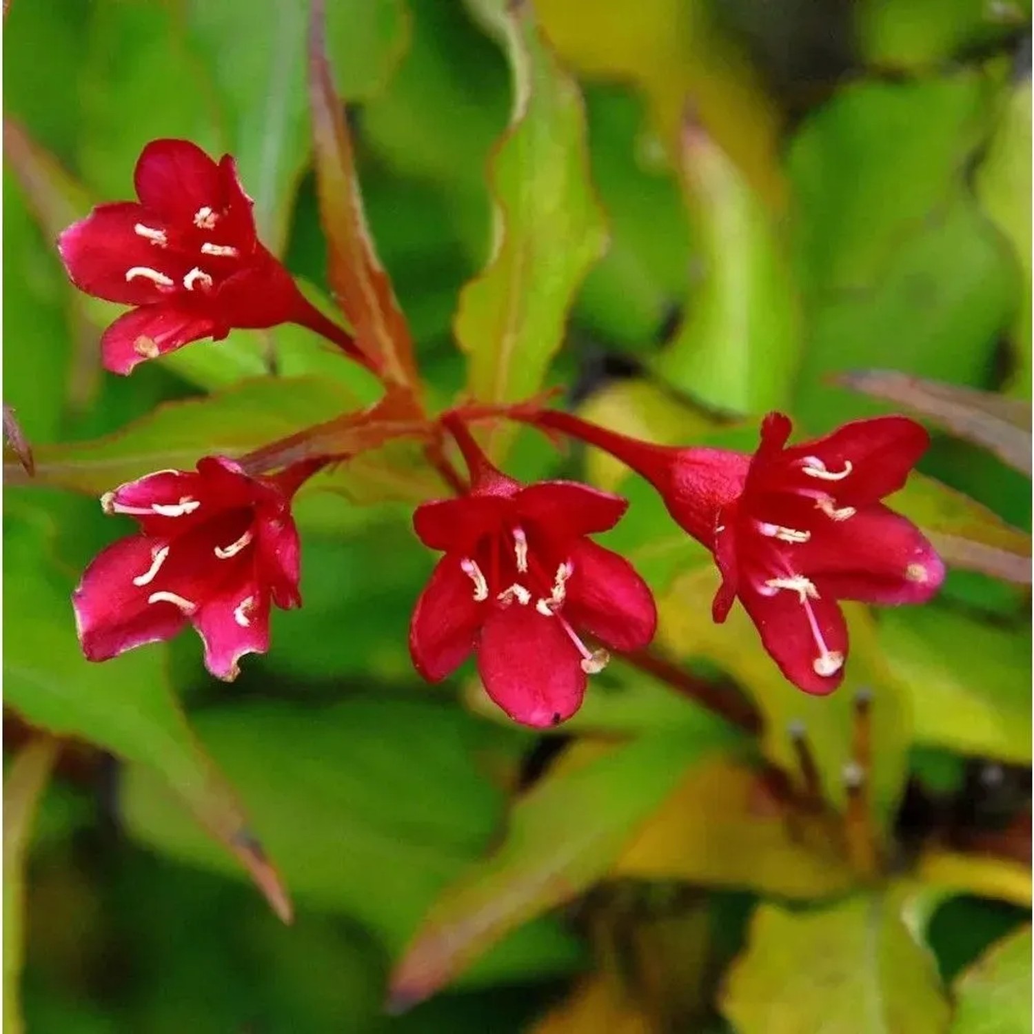 Liebliche Weigelie Cherry Love 40-50cm - Weigela