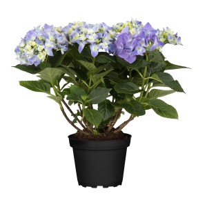 Blaue Bauernhortensie (Hydrangea Macrophylla) im Topf, ca. 45 cm hoch.