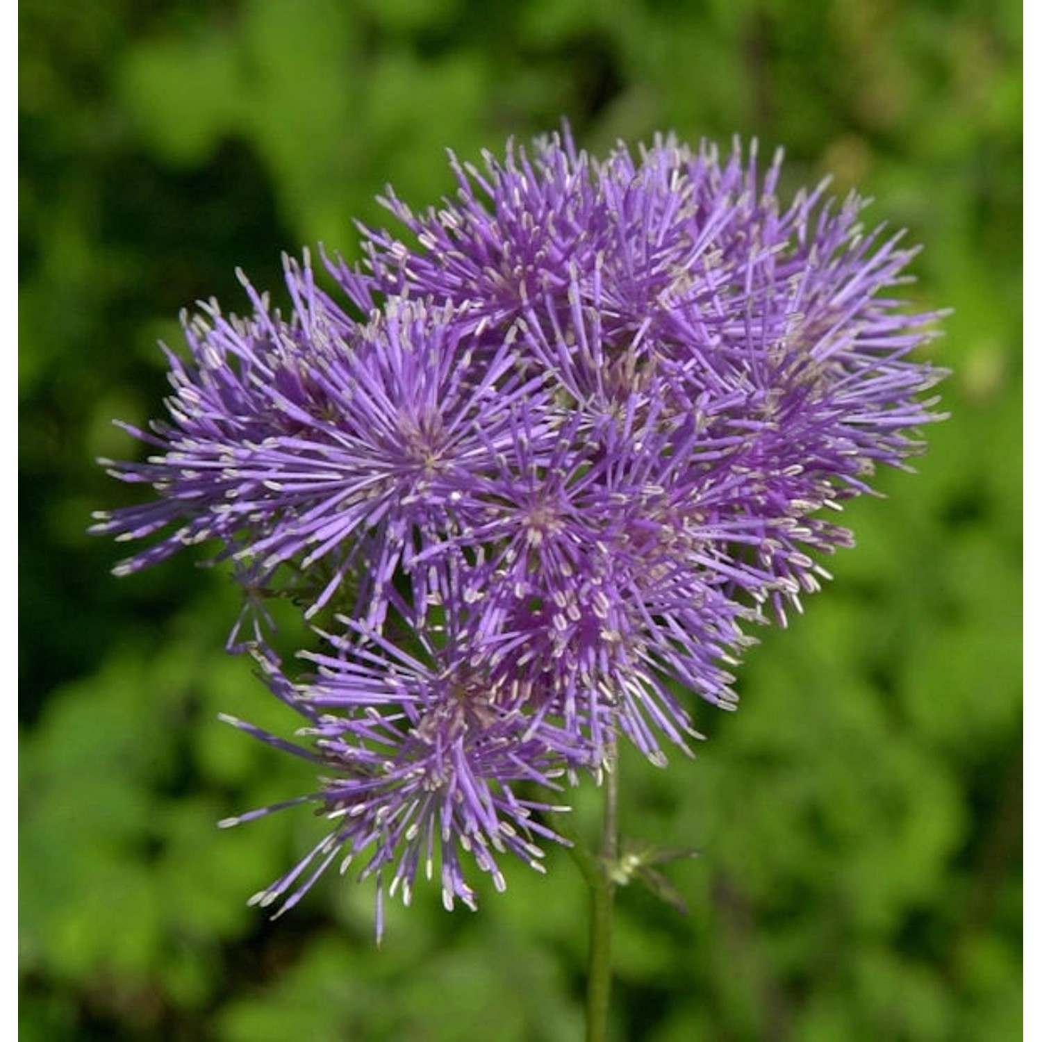 Akeleiblättrige Wiesenraute - Thalictrum aquilegifolium günstig online kaufen