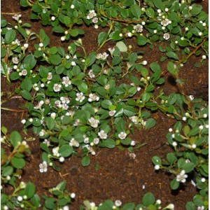Kriechmispel 'Frieders Evergreen' mit kleinen weißen Blüten und grünen Blättern als Bodendecker.