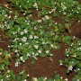 Kriechmispel 'Frieders Evergreen' mit kleinen weißen Blüten und grünen Blättern als Bodendecker.