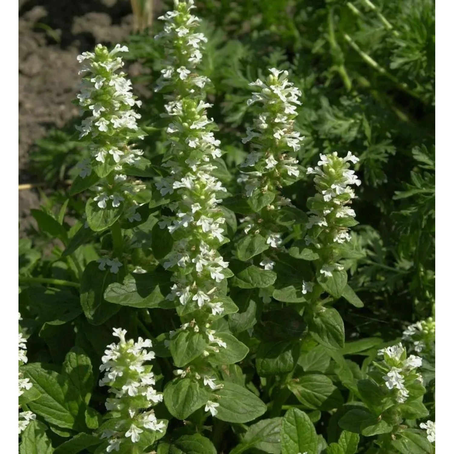 Günsel Riesmöve - Ajuga reptans