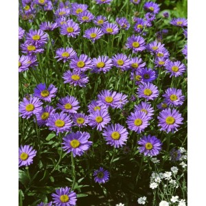 Violette Glattblattaster (Aster Turbinellus) im 9x9 cm Topf, blühende Staude für Beet und Garten.