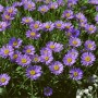 Violette Glattblattaster (Aster Turbinellus) im 9x9 cm Topf, blühende Staude für Beet und Garten.