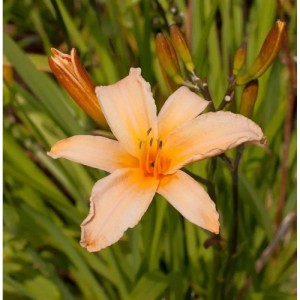 Nahaufnahme einer apricotfarbenen Taglilie George Cunningham (Hemerocallis) im Garten.