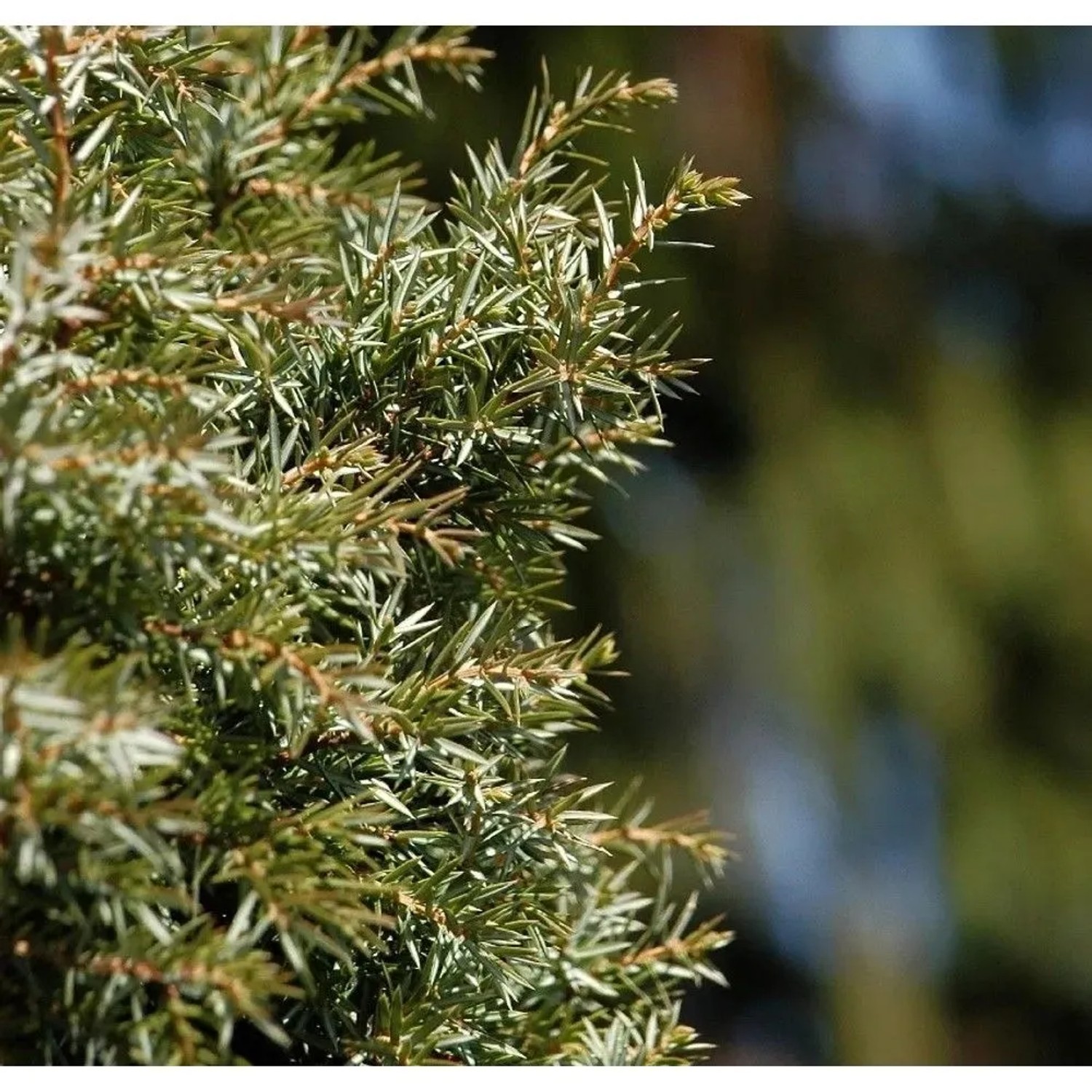Schwedischer Säulen Säulenwacholder 30-40cm - Juniperus communis