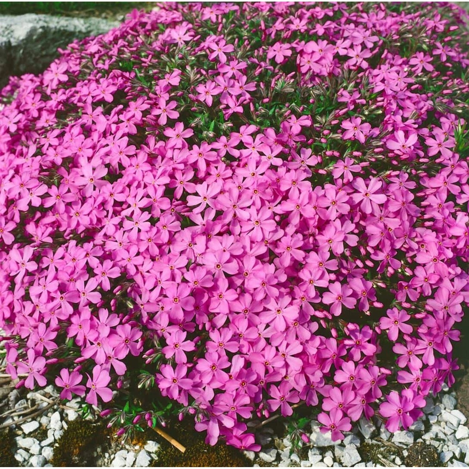 Phlox X Procumbens Rosea Teppichphlox Ca. 9x9 cm Topf günstig online kaufen