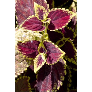 Buntnessel (Coleus) mit rot-gelben Blättern im Topf, eine dekorative Stehpflanze von GROW by OBI.