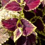 Buntnessel (Coleus) mit rot-gelben Blättern im Topf, eine dekorative Stehpflanze von GROW by OBI.