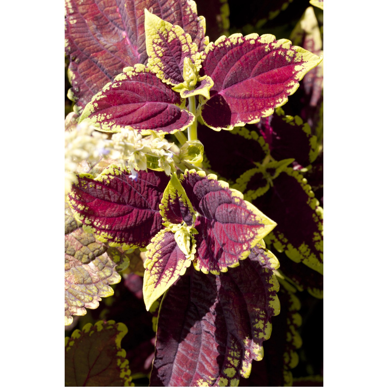 Buntnessel (Coleus) mit rot-gelben Blättern im Topf, eine dekorative Stehpflanze von GROW by OBI.