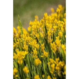 Nahaufnahme des blühenden Flügelginsters Genista Sagittalis mit leuchtend gelben Blüten.