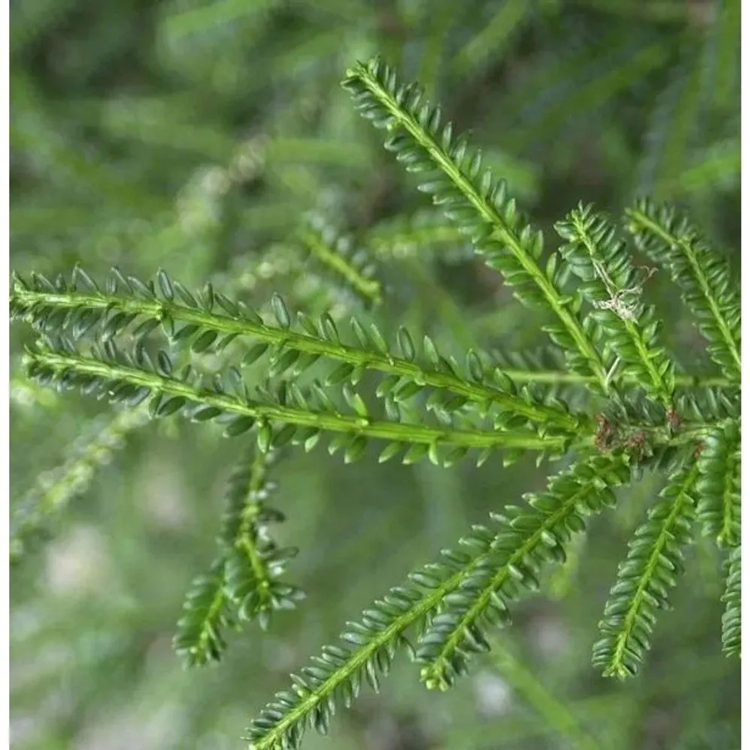 Kurznadlige Eibe Rushmore 80-100cm - Taxus baccata