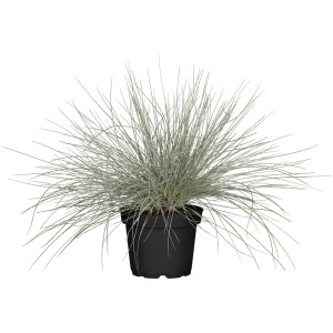 Blauschwingel 'Buddy Blue' im Topf, blau-grünes Ziergras für sonnige Standorte.