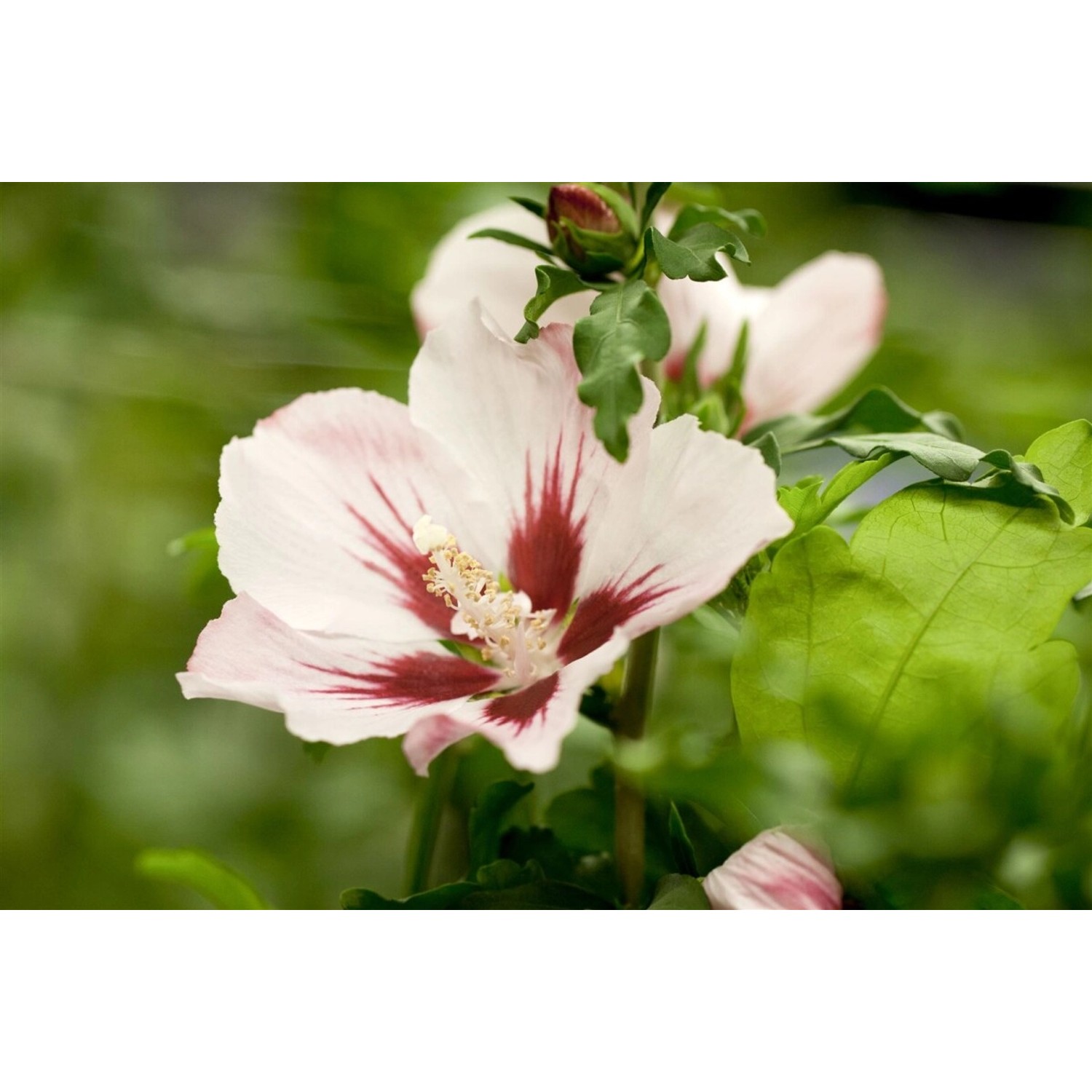 Hibiscus Syriacus Gartenhibiskus Mathilda 40-60 cm günstig online kaufen