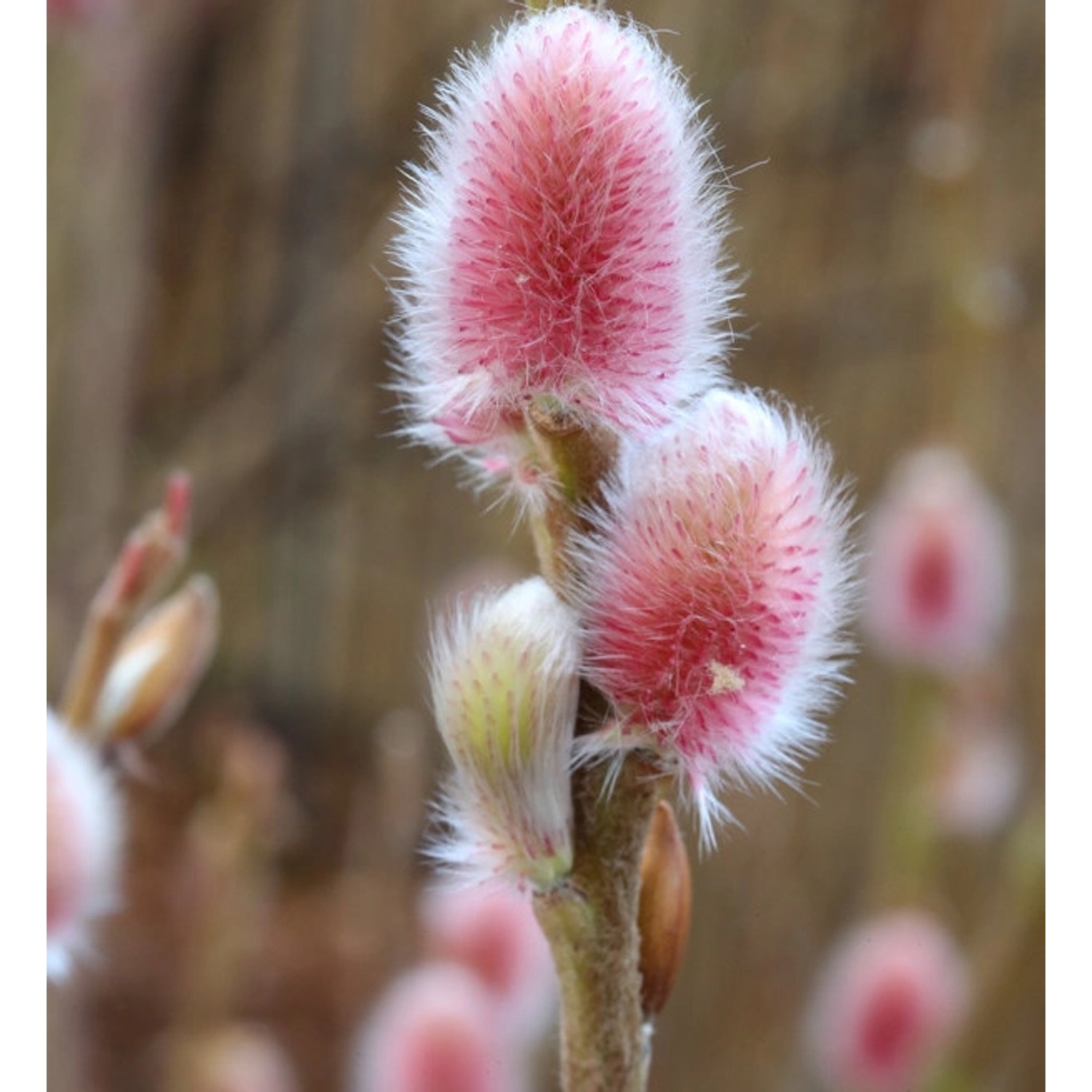 Hochstamm Rote Japanische Kätzchenweide Mount Aso 80-100cm - Salix gracilis günstig online kaufen