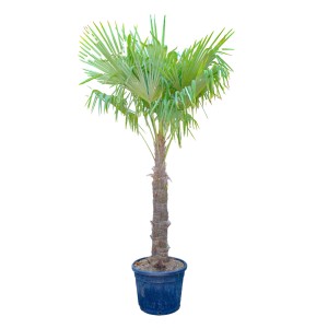 Hanfpalme (Höhe ca. 200 cm) im Topf. Trachycarpus fortunei von GROW by OBI. Robuste, immergrüne Kübelpflanze.
