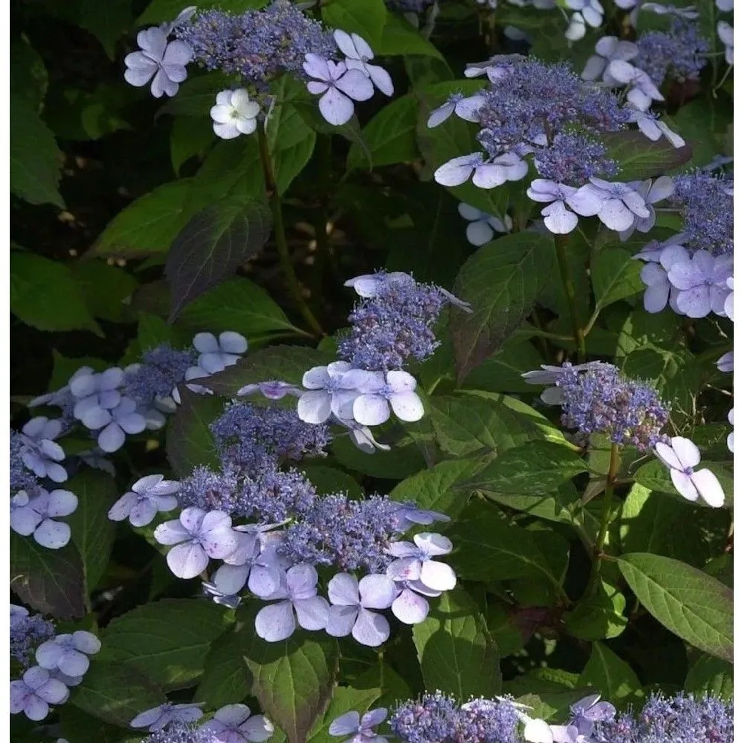 Teller Hortensie Bluebird 60-80cm - Hydrangea serrata