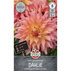 Sperli Dahlie Omega mit orangerosa Blüten, geeignet als Schnittblume.