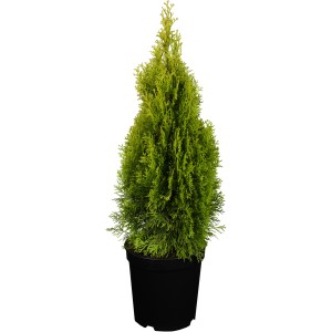 Goldener Lebensbaum Smaragd im Topf, ca. 20-30 cm hoch. Gelbe Thuja als Solitärpflanze.