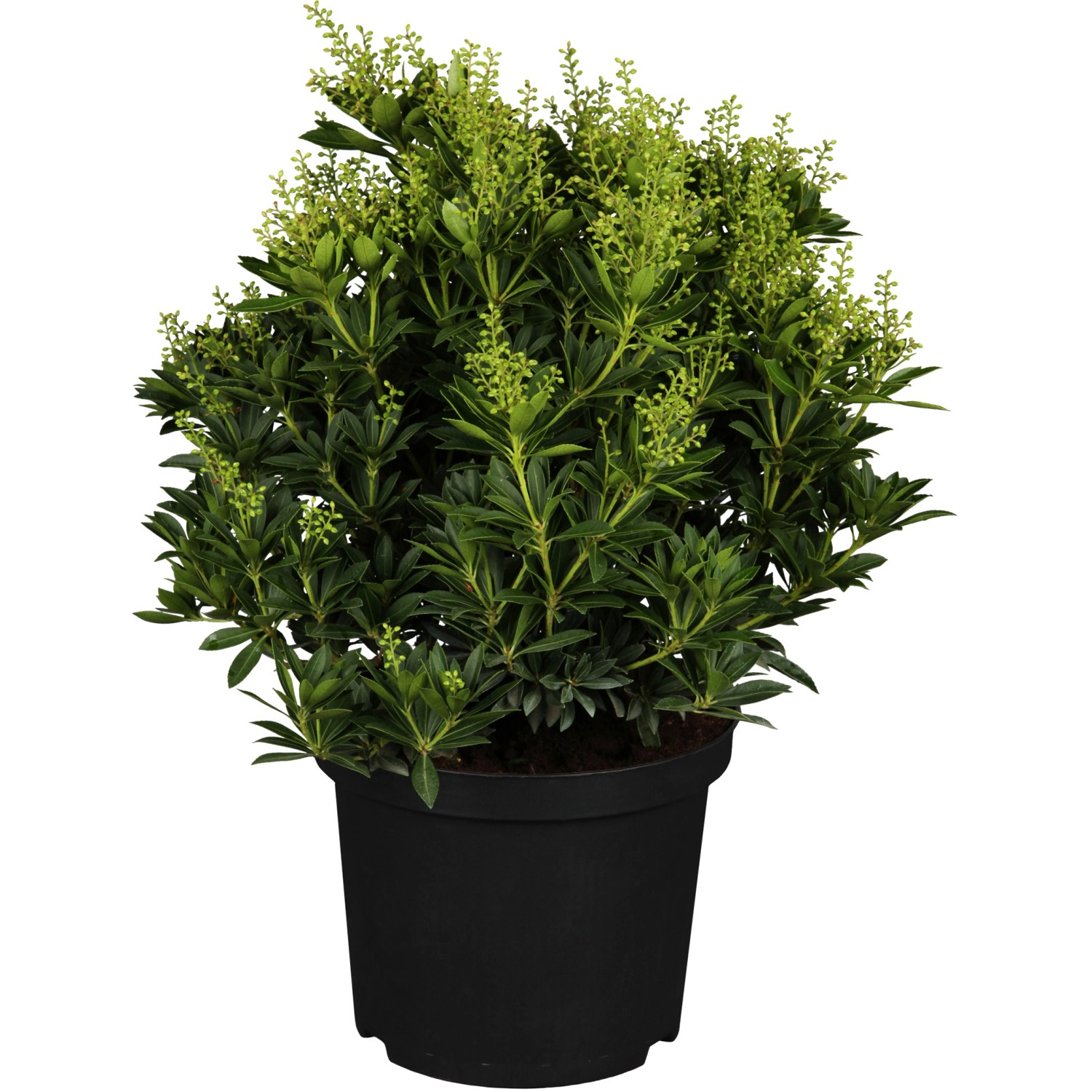 OBI Schattenglöckchen Cupido Weiß Höhe ca. 30 - 40 cm Topf ca. 5 l Pieris
