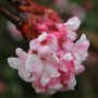 Nahaufnahme von rosa-weißen Blüten des Winterschneeballs (Viburnum bodnantense) am Strauch.