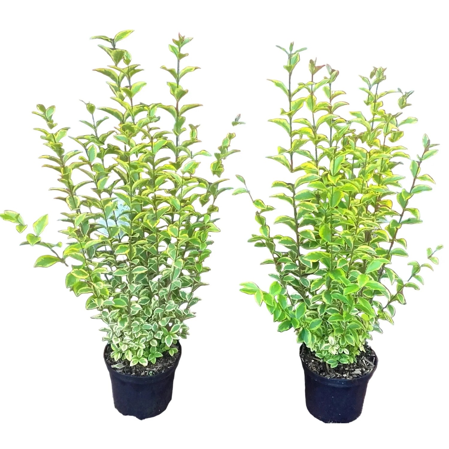 Pflanzen-Boering 10 Goldliguster Heckenpflanzen Ligustrum Ovalifolium Aureum 60-80 cm