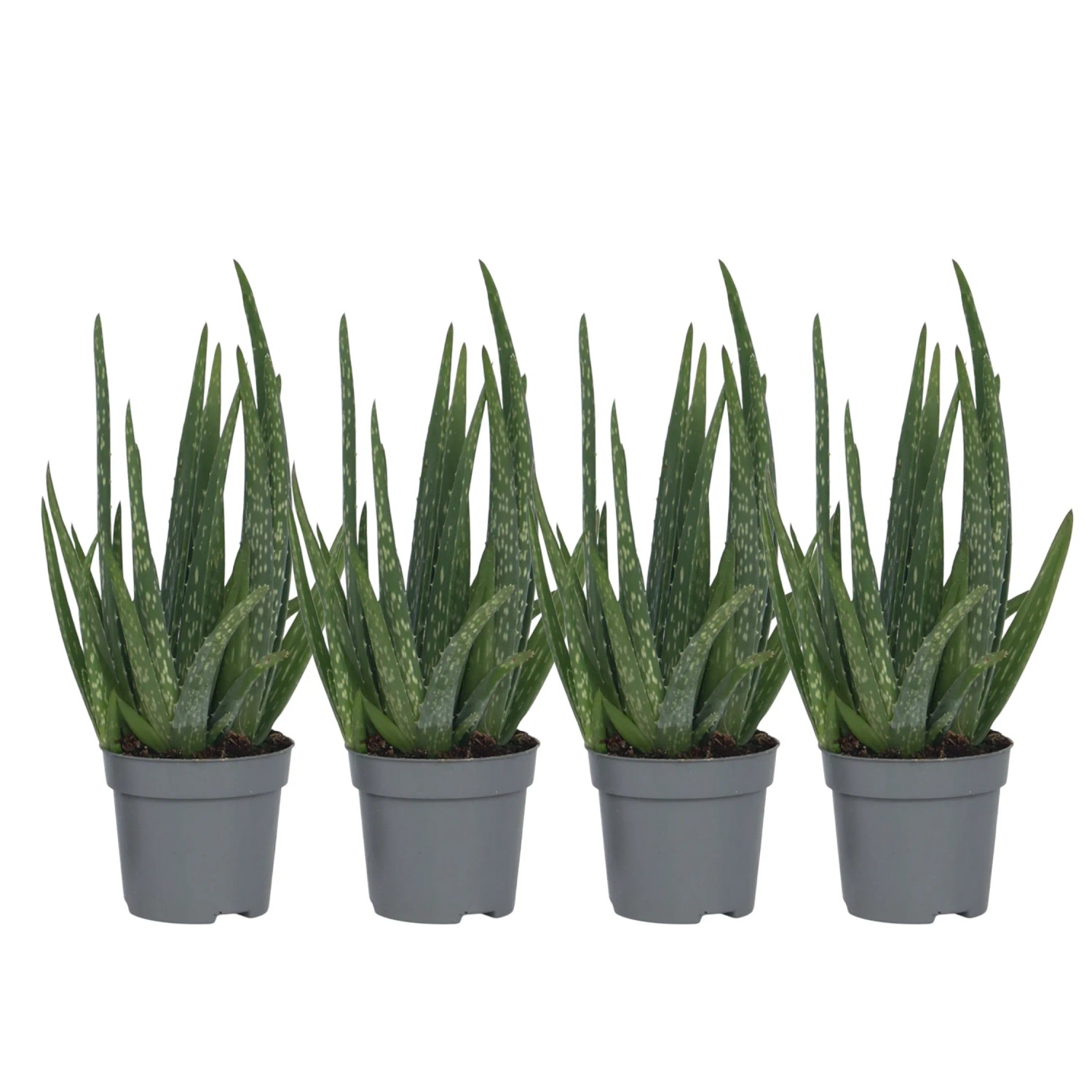 Plant In A Box Aloe Veren X4  Aloe Barbadensis Höhe 25cm Ø11 Grün