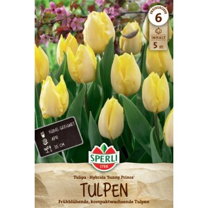 Sperli Blumenzwiebel 'Sunny Prince': Gelbe, frühe Tulpen im Beet oder Kübel.