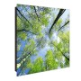 Banjado Schlüsselkasten Glas, Motiv Bäume, 30x30cm, 50 Haken, magnetisch und beschreibbar.