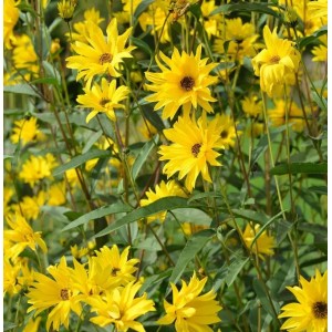 Gelbe Stauden-Sonnenblume 'Miss Mellish' (Helianthus laetifolius) im Garten.